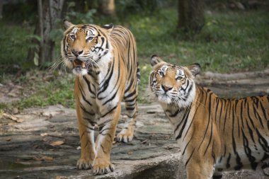 bengal kaplanı yürüyüş 