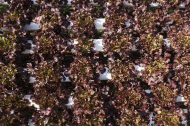 Organik sebze hidro phonic saç ekimi 