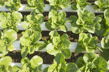 Organik sebze hidro phonic saç ekimi 