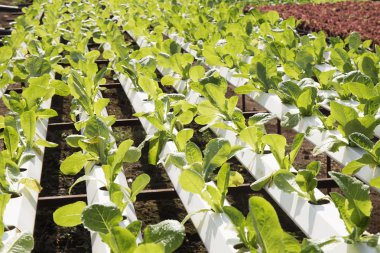 Organik sebze hidro phonic saç ekimi 