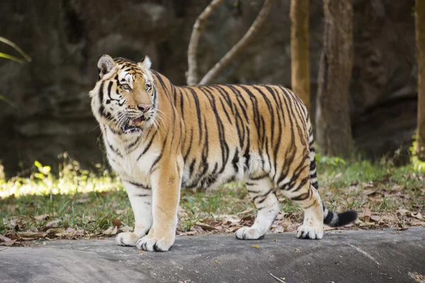 Bengal Tiger zu Fuß — Stockfoto