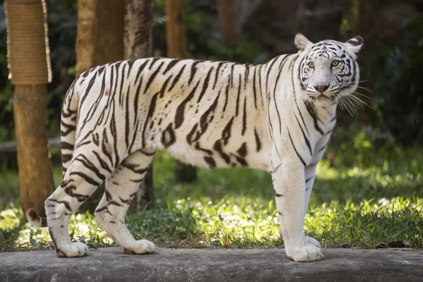 El tigre blanco caminando —  Fotos de Stock