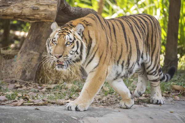 Le tigre du Bengale marche — Photo