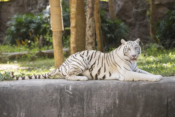 O tigre branco — Fotografia de Stock