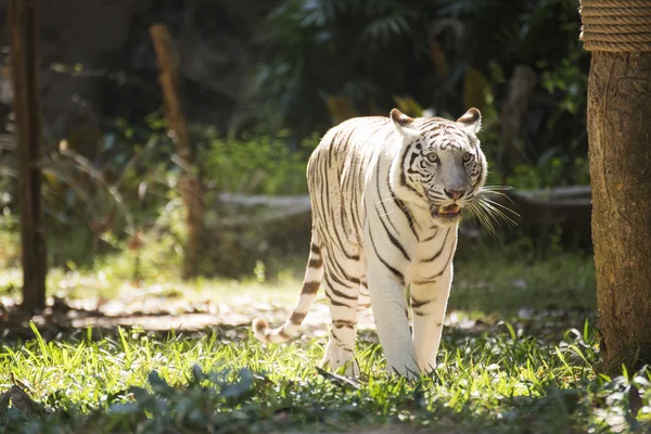 La tigre bianca — Foto Stock