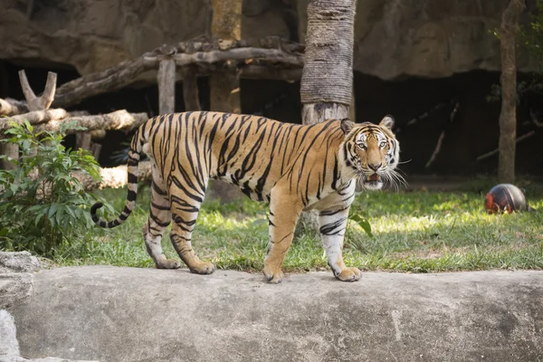 Le tigre du Bengale marche — Photo