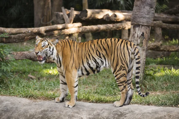 Bengal Tiger walking — Stock Photo, Image