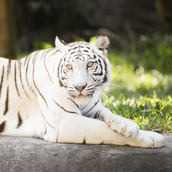 Close-up van witte tijger — Stockfoto