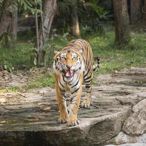 Tigre del Bengala che cammina — Foto Stock