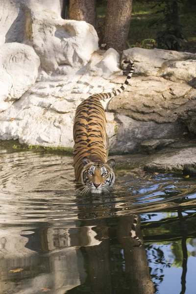 Le tigre du Bengale marche — Photo