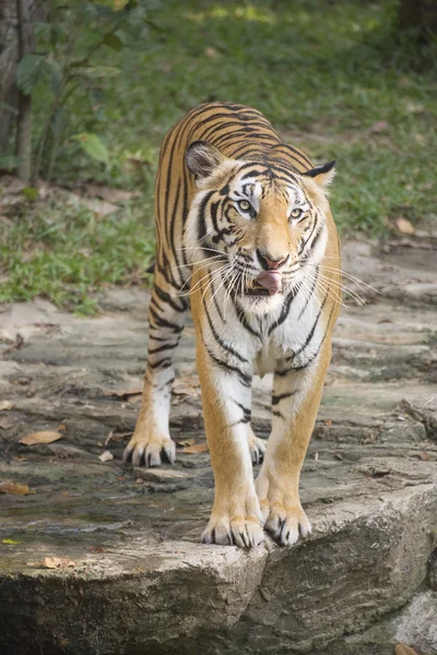 Tigre del Bengala che cammina — Foto Stock