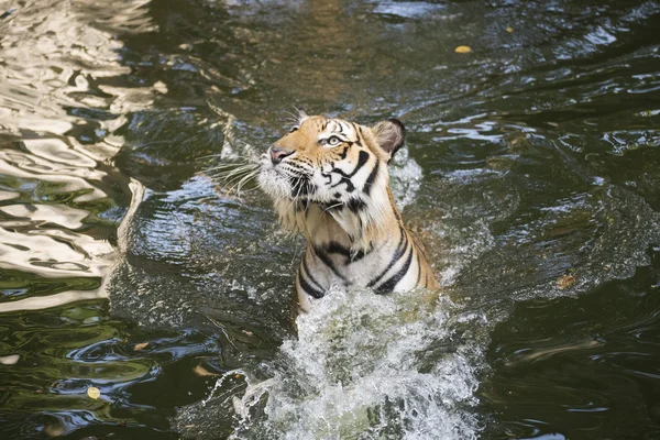 Un tigre sautant — Photo
