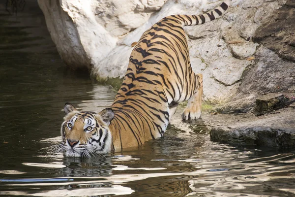 Un tigre du Bengale — Photo