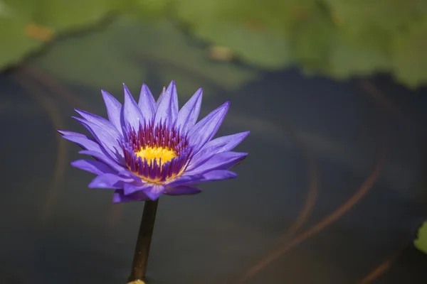 Purple water lilly — Stock Photo, Image