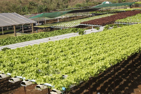 Plantation hydro phonique de légumes biologiques — Photo