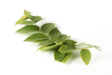 yeşil yaprakları üzerinde beyaz izole