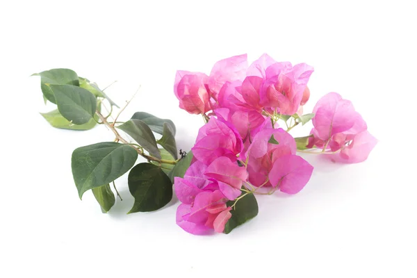Mazzo di fiori bouganville — Foto Stock