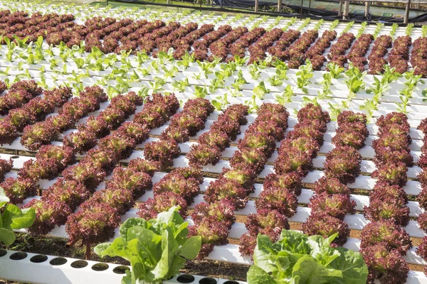 Organik sebze hidro phonic saç ekimi