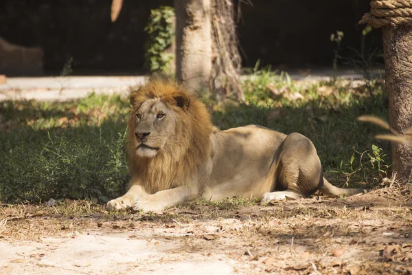 男性ライオン休息 — ストック写真