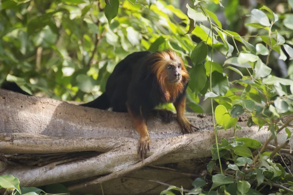 Tête d'or lion tamarin — Photo