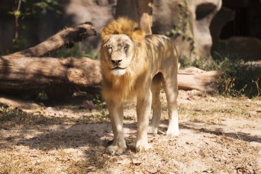 Aslan gözler kapalı 