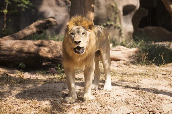 Male Lion walking — Stock Photo, Image