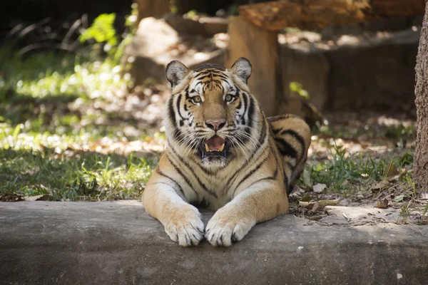 Bengalisk tiger vilar — Stockfoto