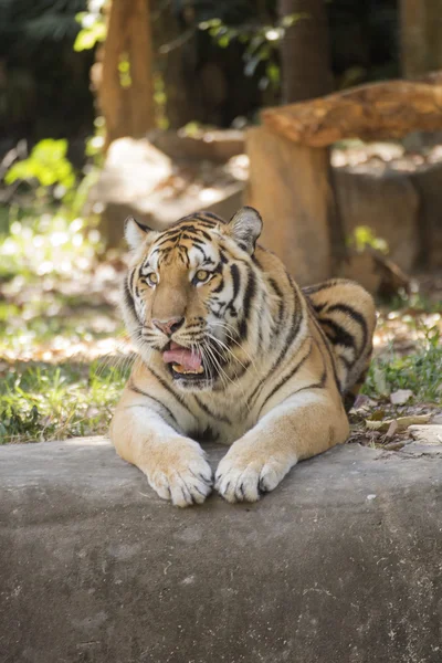 Tigre bengala dormindo — Fotografia de Stock