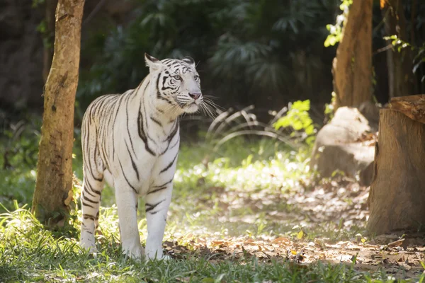 De witte tijger — Stockfoto