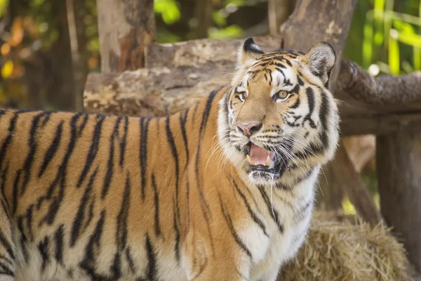 Stängt upp bengalisk tiger — Stockfoto