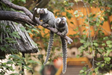 Ağaç üzerinde iki ortak Marmoset