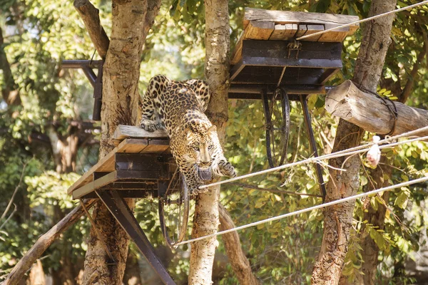 Leopardo andando sobre o manto — Fotografia de Stock