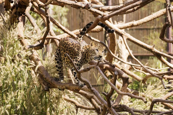 Leopardo caminhando na árvore — Fotografia de Stock