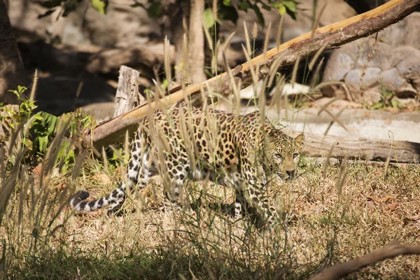 O leopardo está escondido — Fotografia de Stock