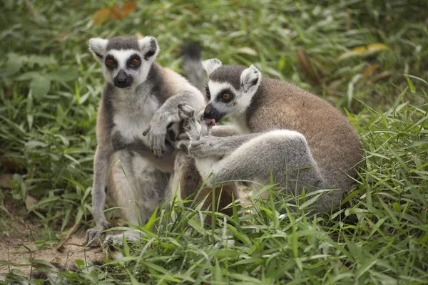 Två ring-tailed lemurer — Stockfoto