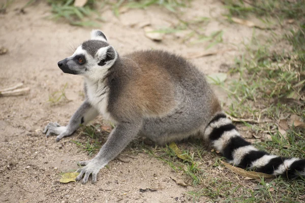 Lemur Kata sedí — Stock fotografie