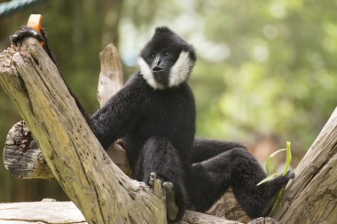 Siyah yanaklı jibon veya Lar jibon 