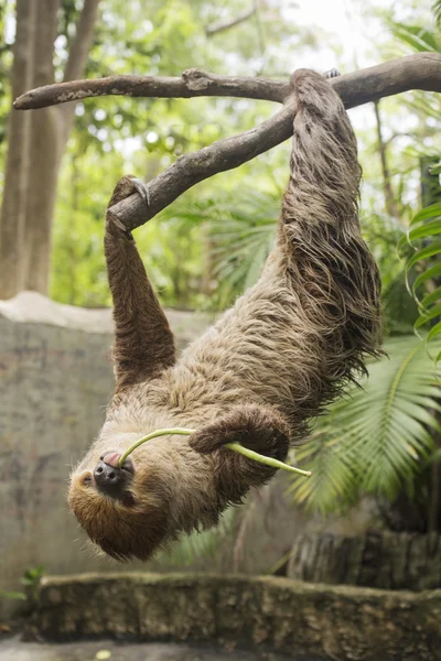 Young Hoffmann's two-toed sloth eating lentils — Stock Photo, Image