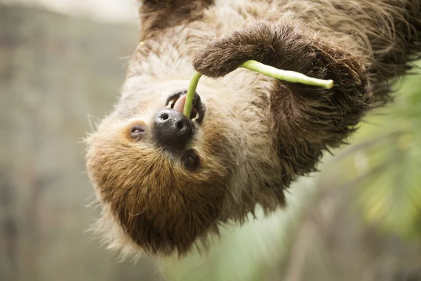 Закрытый двупалый ленивец ест чечевицу — стоковое фото