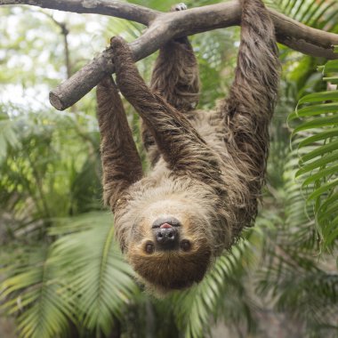 Young Hoffmann's two-toed sloth  clipart
