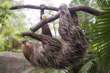 Genç Hoffmann'ın iki - parmaklı tembel ağaca tırmanma