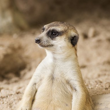 meerkat açık Hayvanat Bahçesi