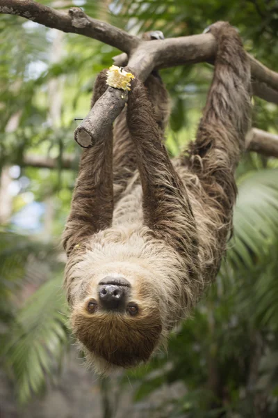 Young Hoffmann's two-toed sloth — Stock Photo, Image