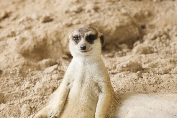 Meerkat em zoológico aberto — Fotografia de Stock