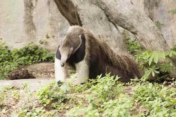 Giant ant eater — Stock Photo, Image