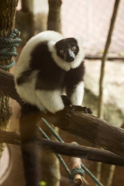 siyah ve beyaz yakutlu lemur 