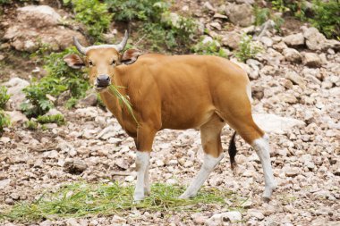 Vahşi sığır çim yeme 