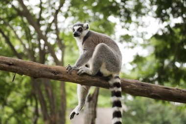 ring-tailed Maki oturma 