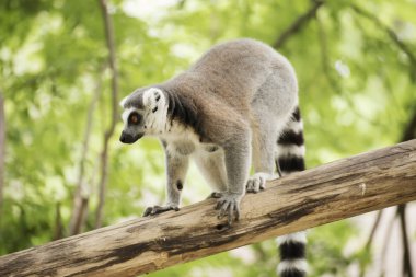 Ring-Tailed lemur ayakta 