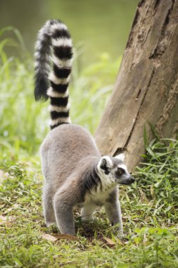 Ring-Tailed lemur ayakta 